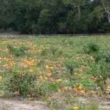 Southfork Homestead Farms photo