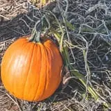 Southfork Homestead Farms photo