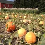 Busy Barns Adventure Farm photo