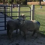Busy Barns Adventure Farm photo