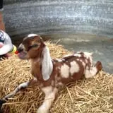 Busy Barns Adventure Farm photo