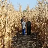 Corn Maze at Yogi Bears Jellystone Park photo