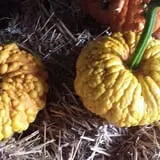 Zaiser Pumpkin Farm photo