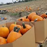 Zaiser Pumpkin Farm photo