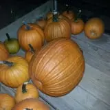 Zaiser Pumpkin Farm photo