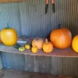 Zaiser Pumpkin Farm photo