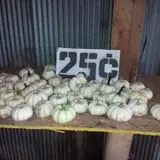 Zaiser Pumpkin Farm photo