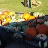 Zaiser Pumpkin Farm photo