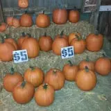Zaiser Pumpkin Farm photo
