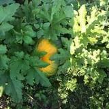 Zaiser Pumpkin Farm photo