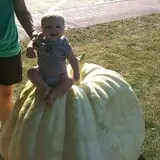 Zaiser Pumpkin Farm photo