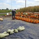 Zaiser Pumpkin Farm photo