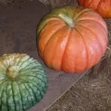Zaiser Pumpkin Farm photo