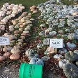 Zaiser Pumpkin Farm photo