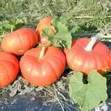Zaiser Pumpkin Farm photo