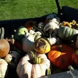 Zaiser Pumpkin Farm photo