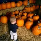 Zaiser Pumpkin Farm photo