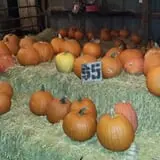 Zaiser Pumpkin Farm photo