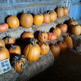 Zaiser Pumpkin Farm photo