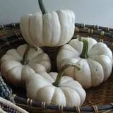 Zaiser Pumpkin Farm photo
