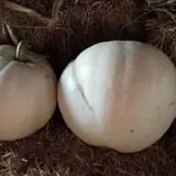 Zaiser Pumpkin Farm photo
