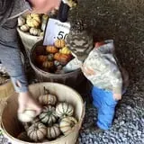 Zaiser Pumpkin Farm photo