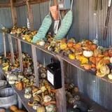 Zaiser Pumpkin Farm photo