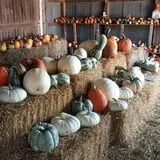 Zaiser Pumpkin Farm photo