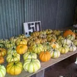 Zaiser Pumpkin Farm photo