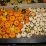 Zaiser Pumpkin Farm photo