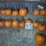 Zaiser Pumpkin Farm photo
