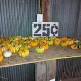 Zaiser Pumpkin Farm photo