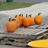 Zaiser Pumpkin Farm photo