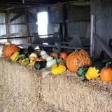 Zaiser Pumpkin Farm photo