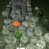 Zaiser Pumpkin Farm photo