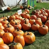 Zaiser Pumpkin Farm photo