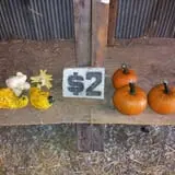 Zaiser Pumpkin Farm photo