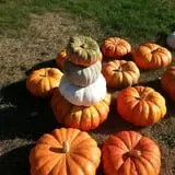 Zaiser Pumpkin Farm photo