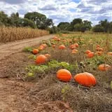 Barnyard Apocalypse At Willis Farm photo