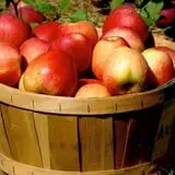Edwards Apple Orchard photo