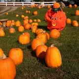 Tantillo's Farm photo