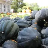 Tantillo's Farm photo