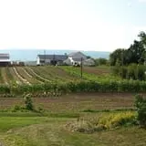 Tantillo's Farm photo