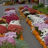 Tantillo's Farm photo