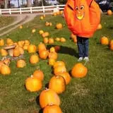 Tantillo's Farm photo