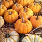 Tantillo's Farm photo