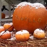 Tantillo's Farm photo
