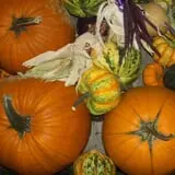 Tantillo's Farm photo