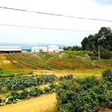 Tantillo's Farm photo
