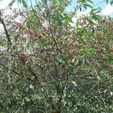 Tantillo's Farm photo